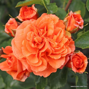 ORANGERIE® ORANGERIE®